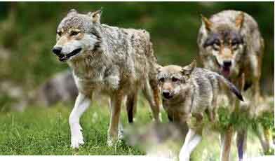 野狼高端招商群可信嗎？野狼互助社區(qū)是真的嗎？